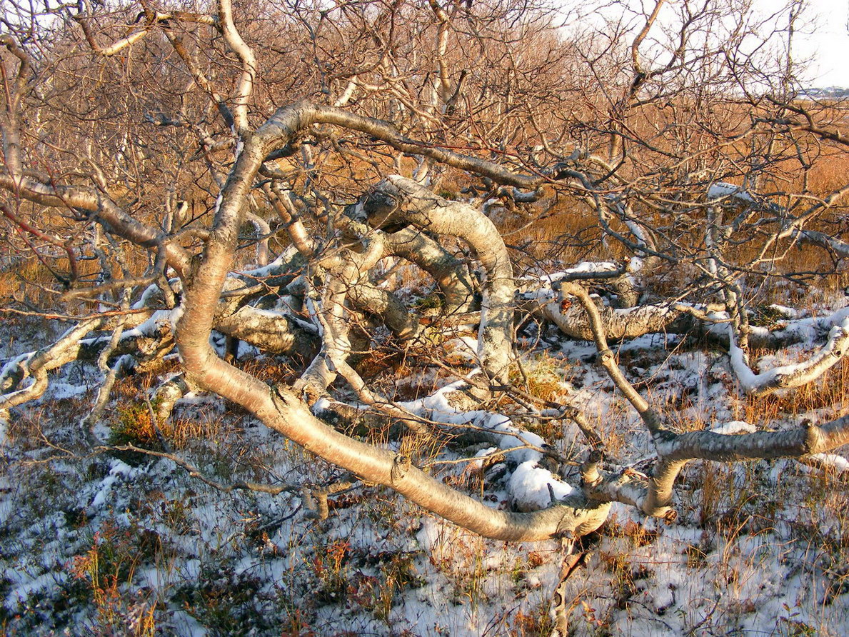 Image of genus Betula specimen.