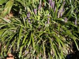 Liriope muscari. Цветущее растение. Крым, Никитский ботанический сад, в культуре. 06.10.2016.