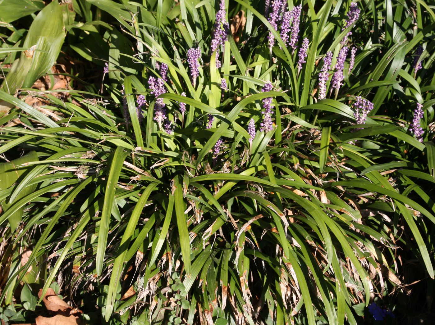 Image of Liriope muscari specimen.