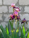 Iris × hybrida