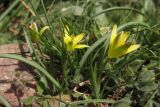 Gagea transversalis. Цветущее растение. Крым, Балаклава. 21 марта 2013 г.