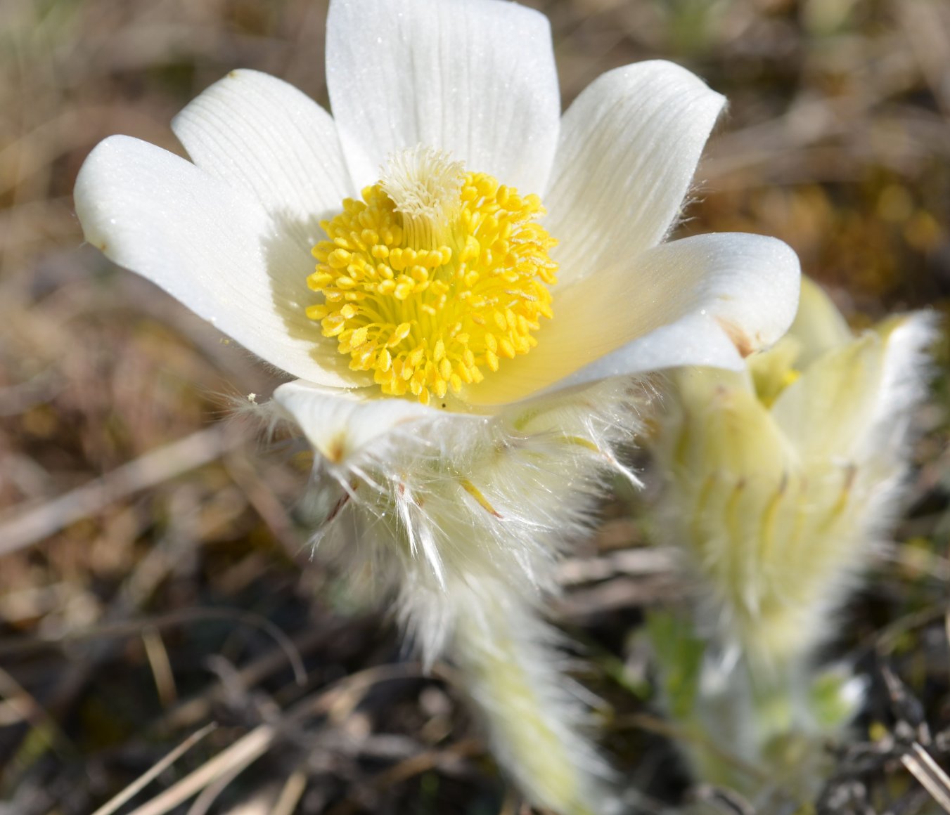 Изображение особи Pulsatilla taurica.