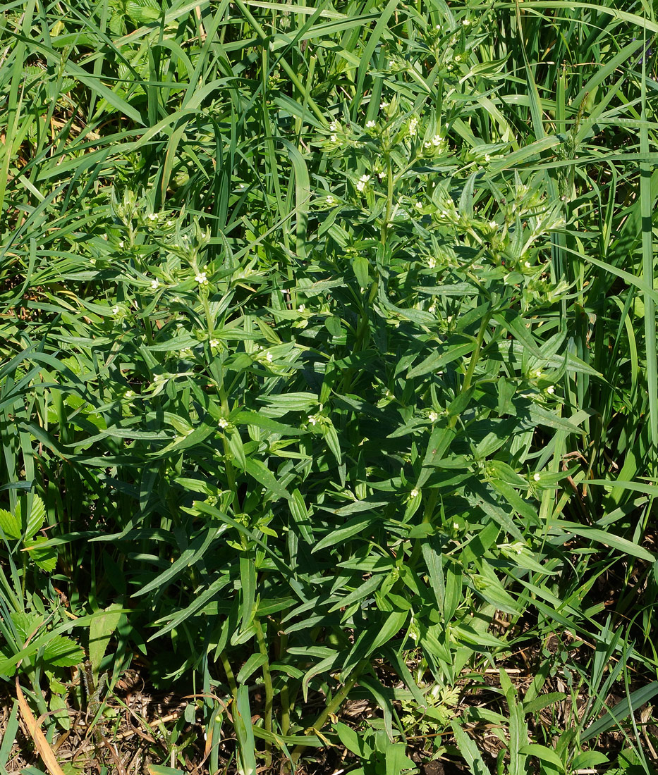 Image of Lithospermum officinale specimen.