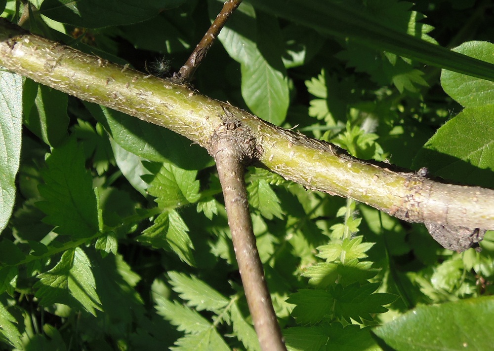 Image of Mespilus germanica specimen.