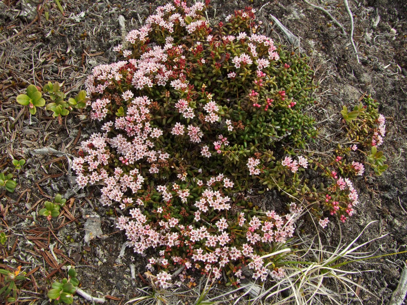 Image of Loiseleuria procumbens specimen.