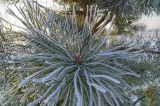Pinus sylvestris