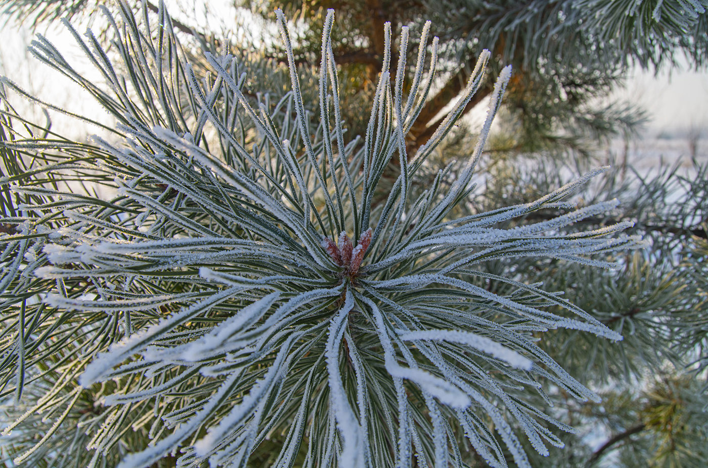 Image of Pinus sylvestris specimen.