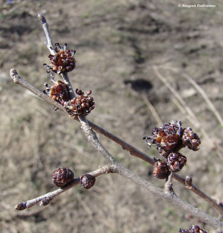 Изображение особи Ulmus pumila.