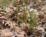 Lloydia triflora. Цветущие растения. Приморский край, Спасский р-н, окр. с. Хвалынка, дубняк с лещиной разнолистной. 28.04.2015.