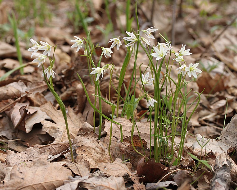 Изображение особи Lloydia triflora.