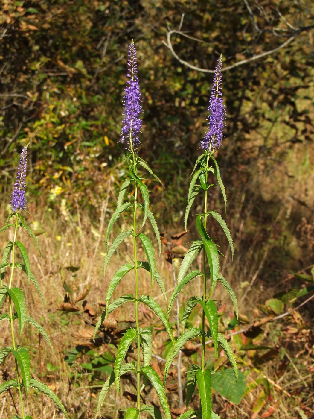 Image of Veronica longifolia specimen.