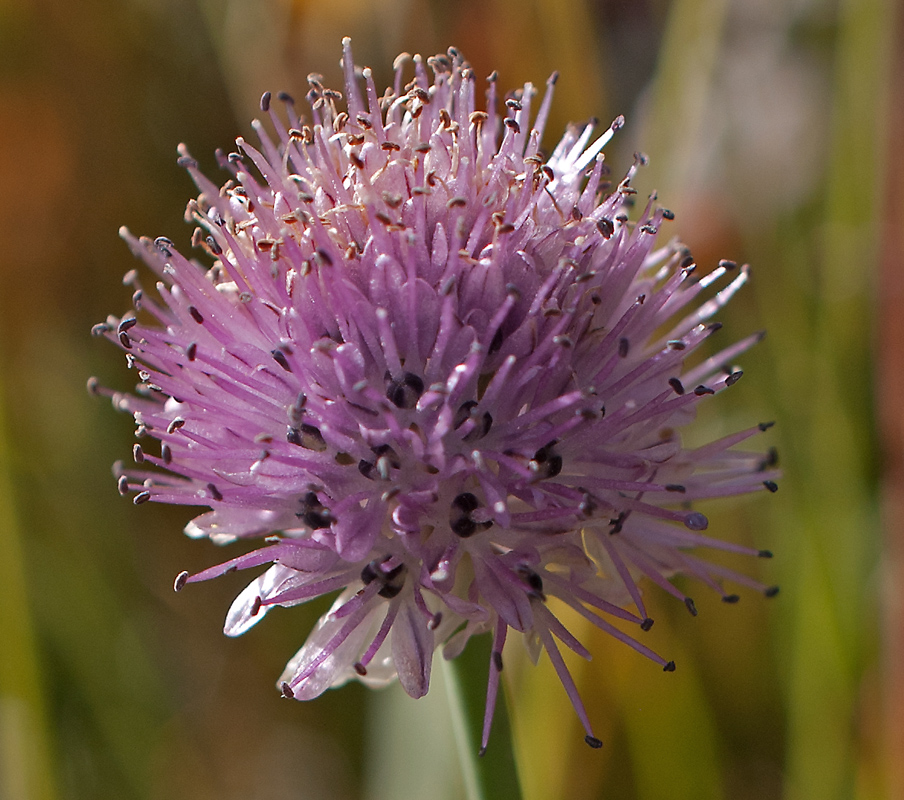Image of Allium pumilum specimen.