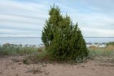 Juniperus communis. Взрослое растение на песчаном пляже в сообществе с Leymus arenarius. Ленинградская обл., Кингисеппский р-н, окр. садоводства \"Колгомпя\"; мыс Колгомпя, побережье Финского залива. 28.08.2016.