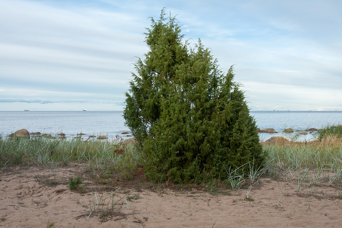 Image of Juniperus communis specimen.