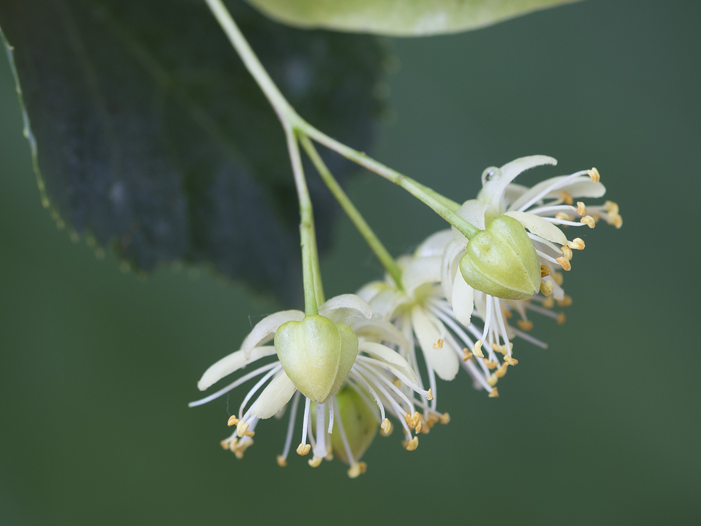 Image of Tilia platyphyllos specimen.