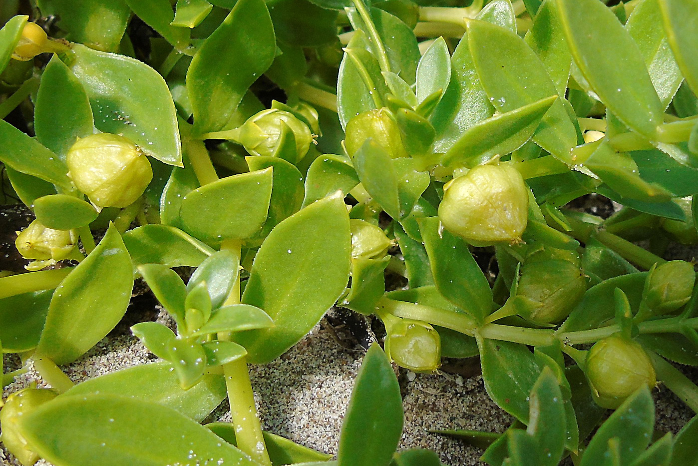 Image of Honckenya peploides ssp. major specimen.