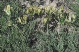 Astragalus glaucus. Побеги с соцветиями. Восточный Крым, хр. Тепе-Оба. 30.04.2017.