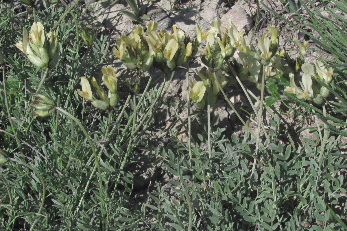 Изображение особи Astragalus glaucus.