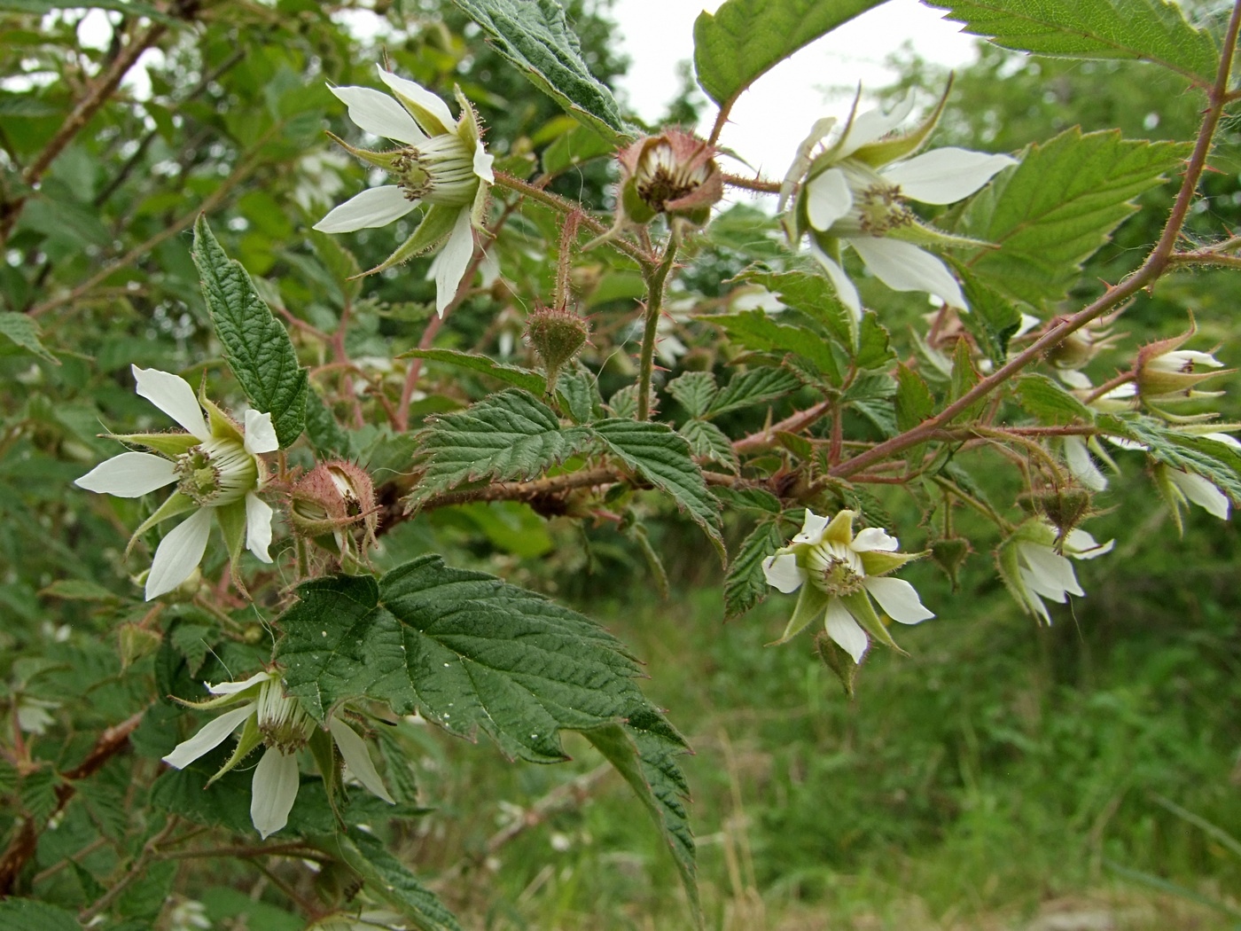 Изображение особи Rubus matsumuranus.