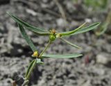 Euphorbia ledebourii