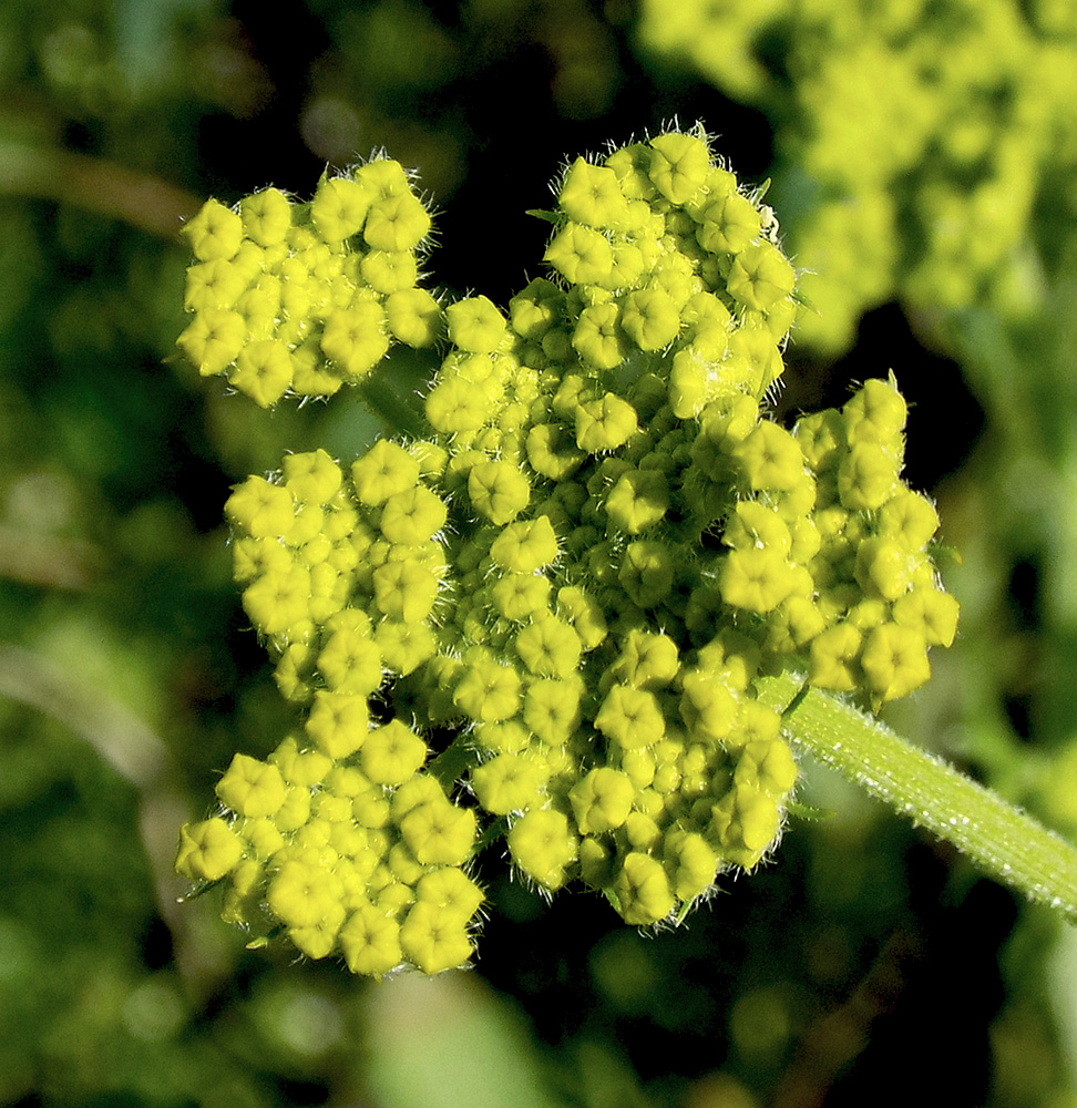 Image of Pastinaca pimpinellifolia specimen.