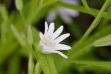 Stellaria holostea