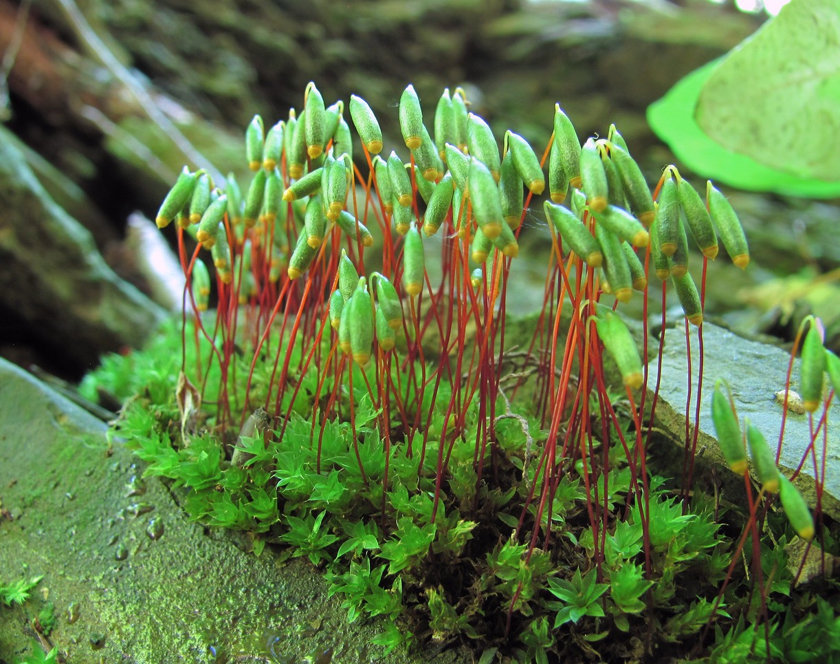 Image of genus Bryum specimen.