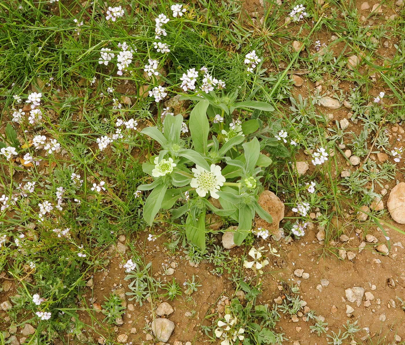 Image of Lomelosia prolifera specimen.