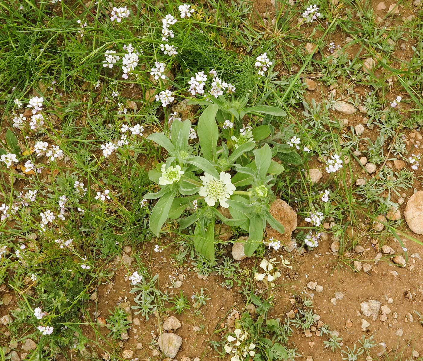 Изображение особи Lomelosia prolifera.