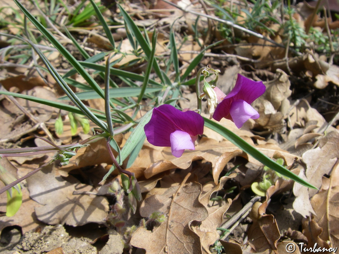 Image of Lathyrus digitatus specimen.