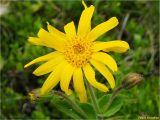 Arnica montana