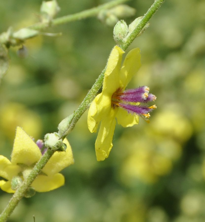 Изображение особи Verbascum chaixii.