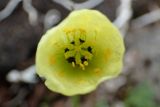 Papaver anjuicum