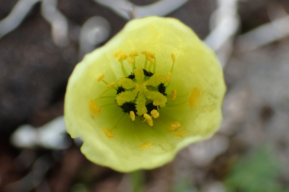 Изображение особи Papaver anjuicum.
