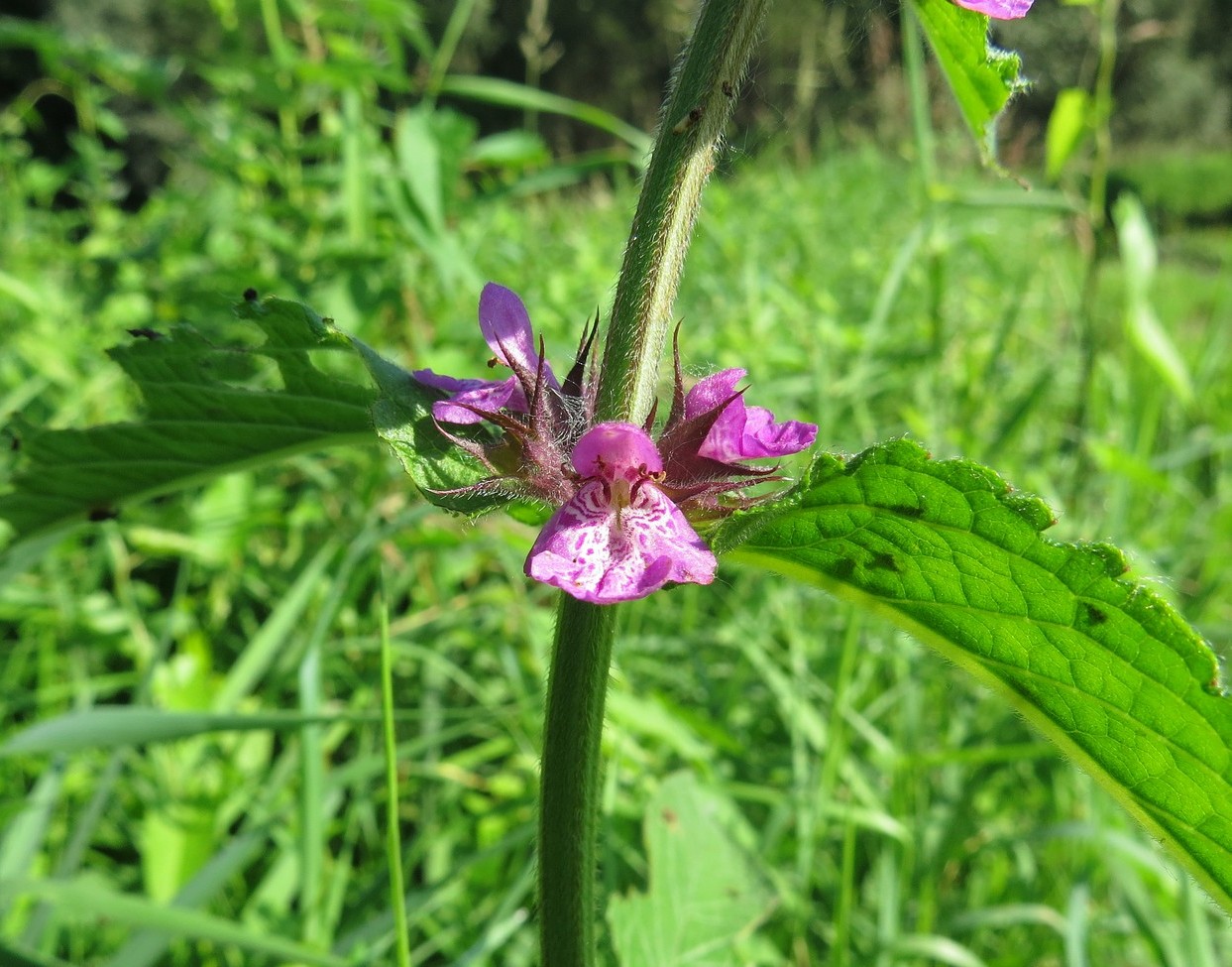 Изображение особи Stachys palustris.