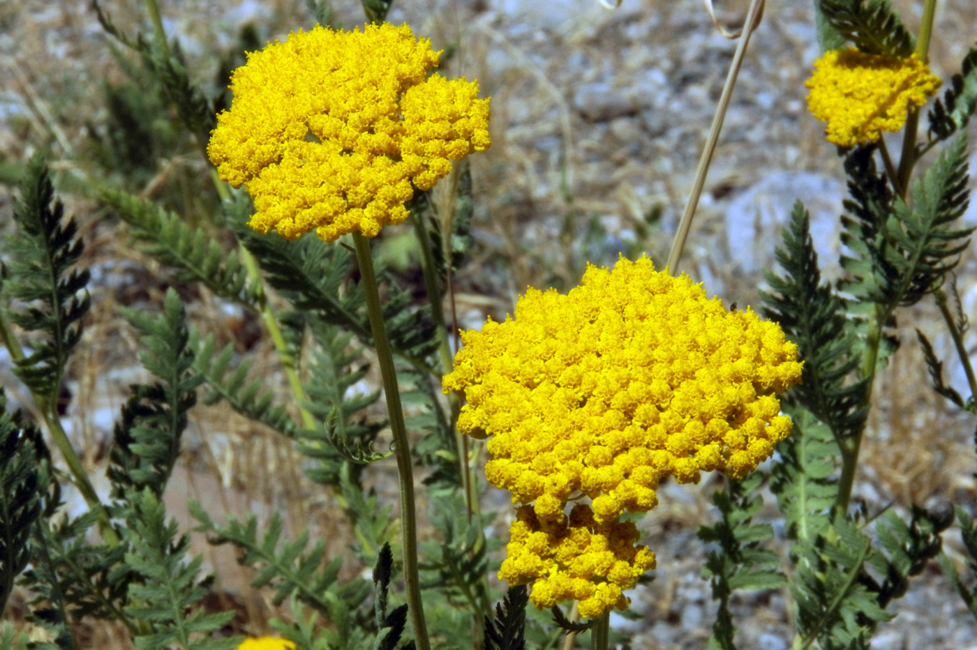 Изображение особи Achillea filipendulina.