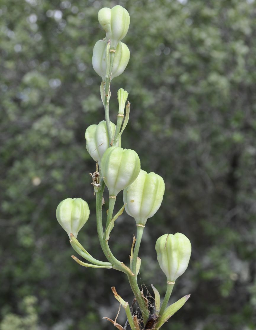 Изображение особи Lilium candidum.