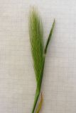 Hordeum leporinum