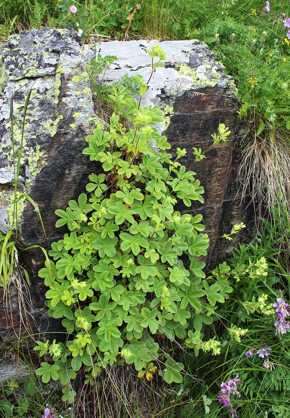Изображение особи Potentilla brachypetala.