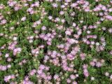 Drosanthemum floribundum. Цветущие растения. Израиль, Шарон, пос. Кфар Монаш, ботанический сад \"Хават Ганой\". 30.04.2017.