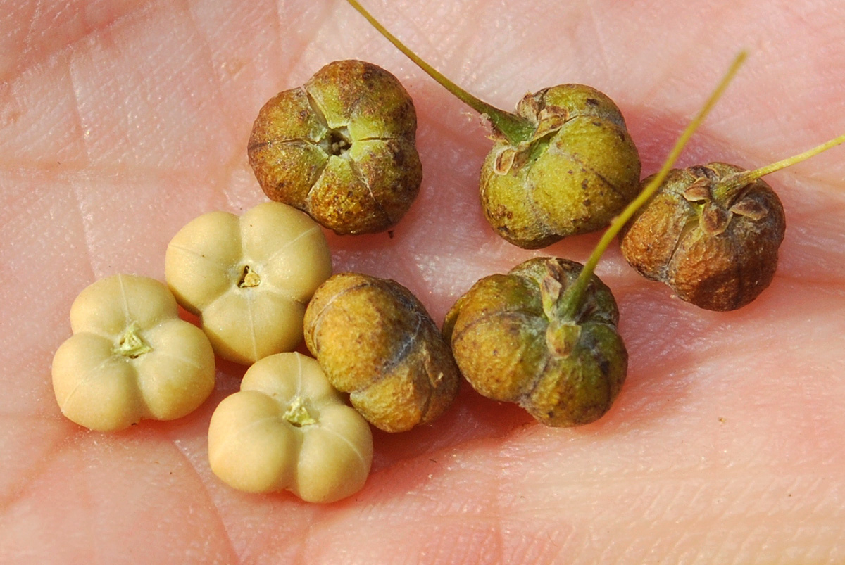 Image of Flueggea suffruticosa specimen.