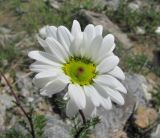 Tripleurospermum caucasicum. Соцветие. Кабардино-Балкария, Эльбрусский р-н, долина р. Юсеньги, ок. 2550 м н.у.м., каменистое место у р. Юсеньги. 25.08.2017.