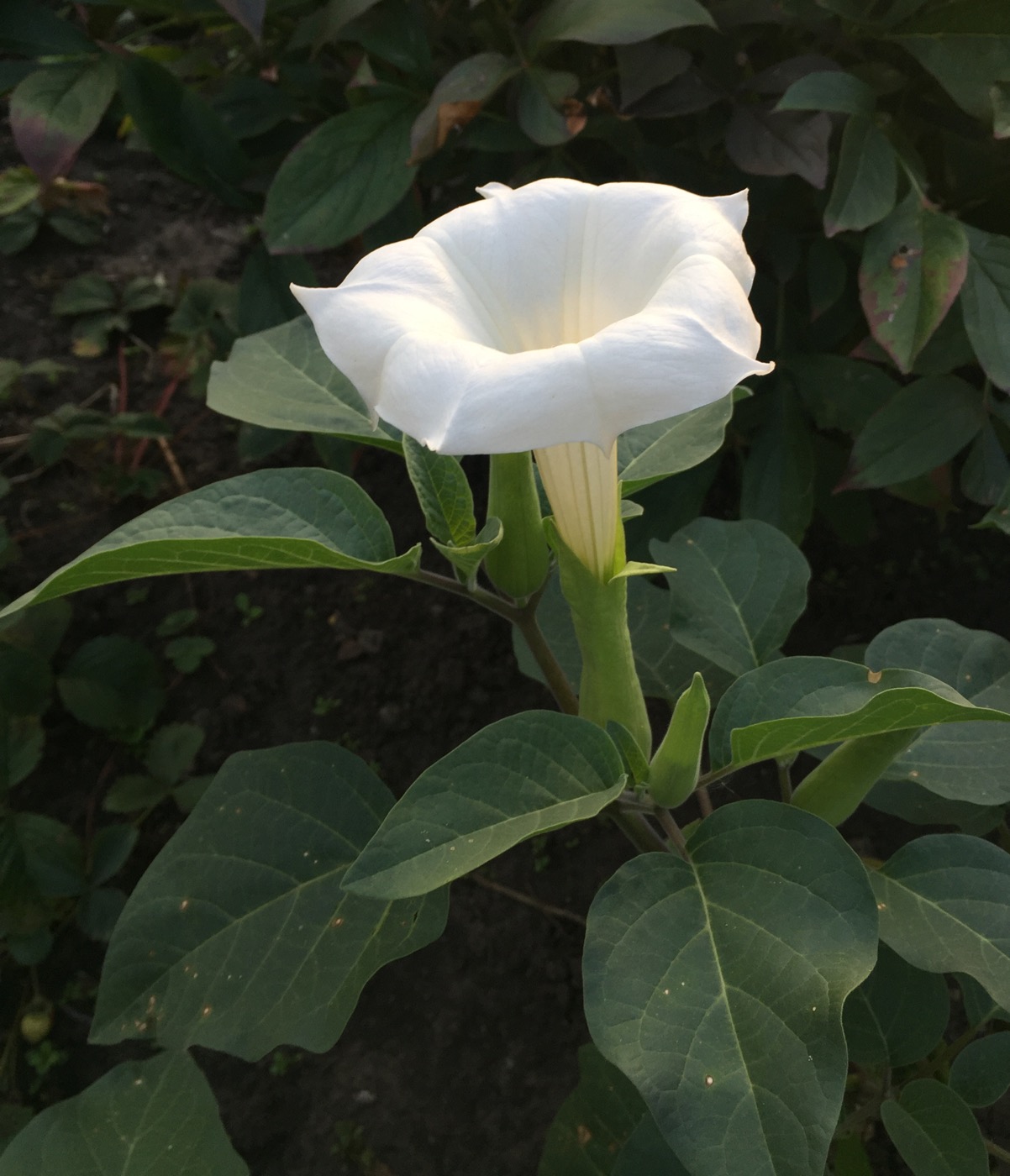 Image of Datura innoxia specimen.