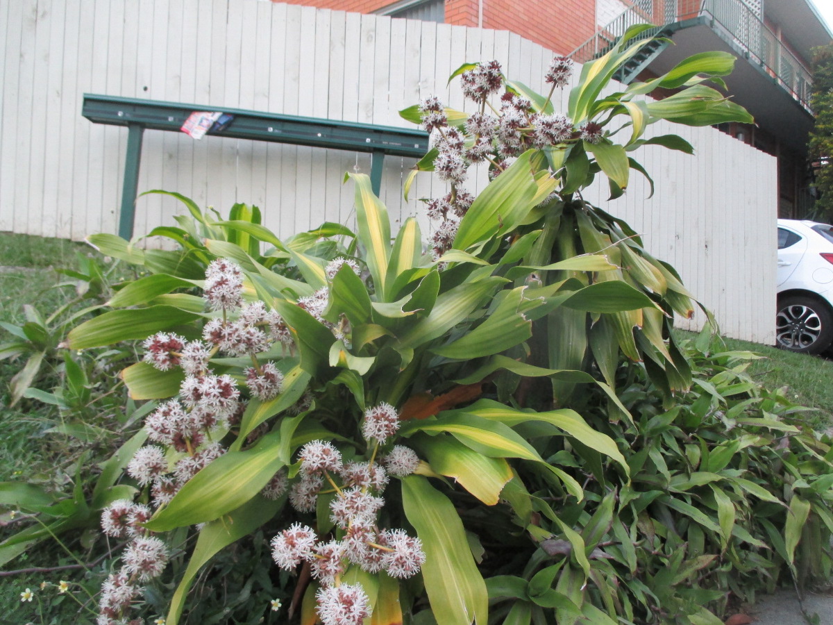 Image of Dracaena fragrans specimen.