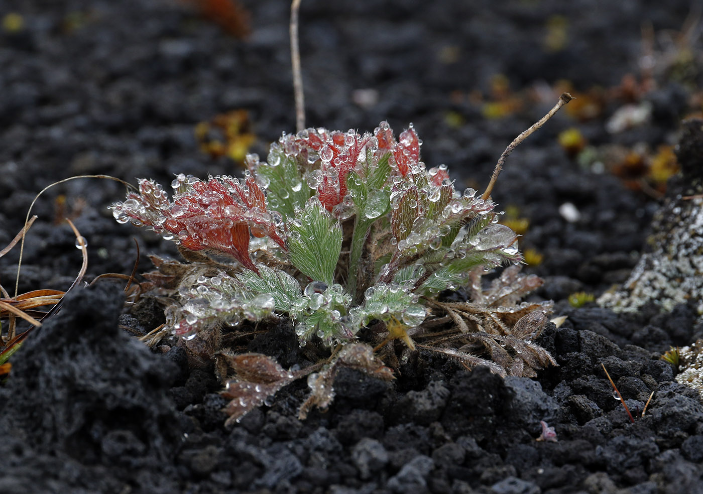 Image of Papaver microcarpum specimen.