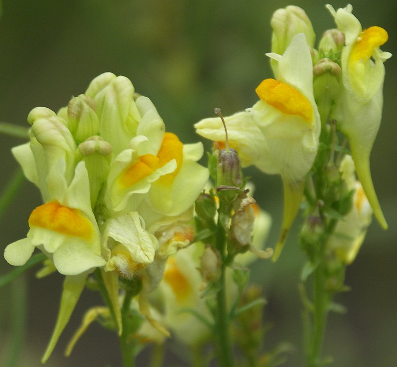 Изображение особи Linaria vulgaris.