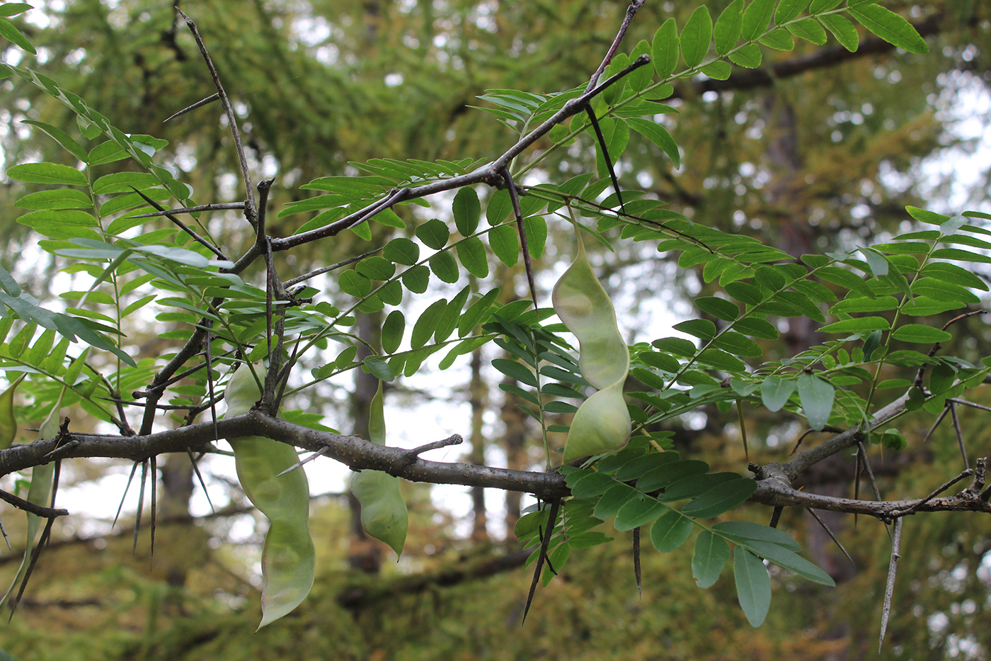 Image of Gleditsia &times; texana specimen.