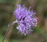 Succisa pratensis