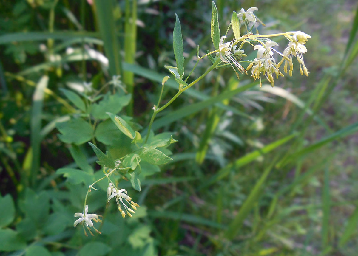 Image of Thalictrum thunbergii specimen.