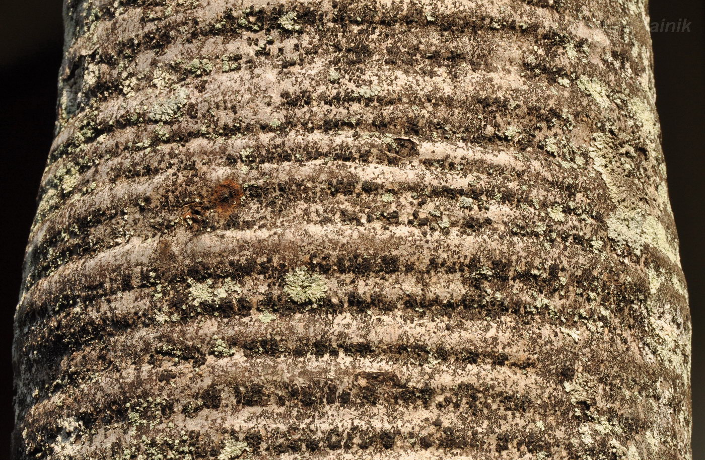 Image of Areca catechu specimen.